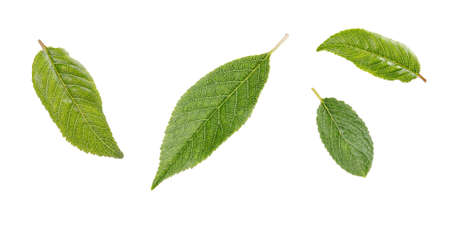 Collage with Cherry leaves isolated on a white background. Isolated leaf of cherry