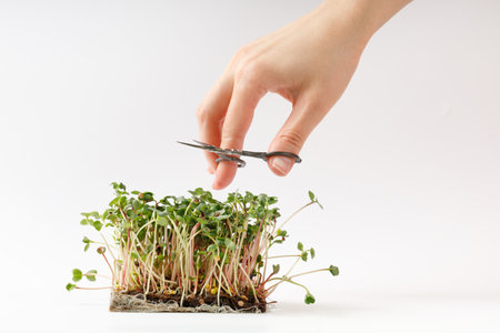 Sprouting Microgreens. Seed Germination at home. Woman cut young micro greens sprouts of radish with scissors. white background.の写真素材