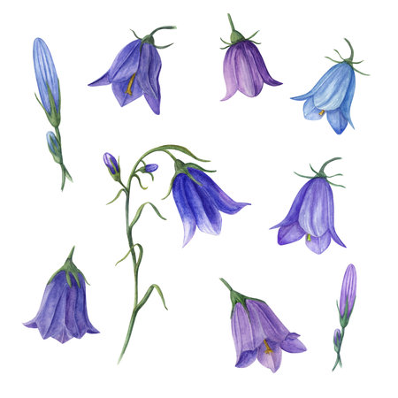Set of watercolor wild flowers campanula isolated on white background. Perfect for template, wallpaper, print, textile, banner design, postcards, poster, decorationの写真素材
