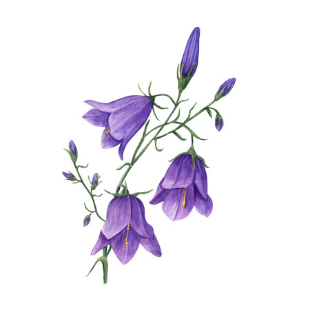 Watercolor illustration of wild flowers campanula isolated on white background. Perfect for template, wallpaper, print, textile, banner design, postcards, poster, decorationの写真素材