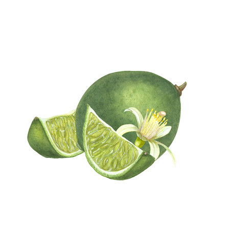 Watercolor set of slices and whole limes, flower isolated on white. Botanical illustration for menu, cocktail party, flyer, posters, for the design of postcards, greetingsの写真素材