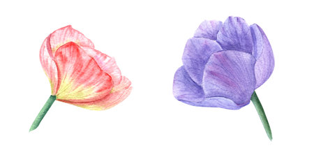 Spring colorful bright flowers isolated on white background. Watercolor illustration. Perfect for template, print, textile, banner design, postcards, poster, decorationの写真素材