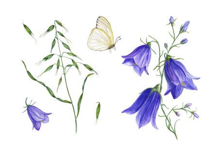 Set of campanula, wild oats and flying white butterfly. Watercolor illustration of wild field plants isolated on white. Perfect for template, print, banner design, decorationの写真素材