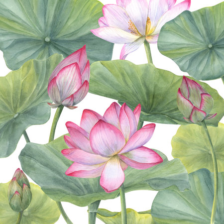 Floral composition with pink Lotus Flowers, Buds and Leaves. Water lily, Indian lotus, sacred lotus, green stems, leaf, bud. Watercolor illustration isolated on white background.の写真素材