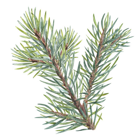 Watercolor Christmas Spruce, conifer branch. Evergreen plant. Botanical illustration of green lush sprig isolated on white. For winter postcard design, Xmas and New Year cardsの写真素材