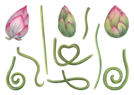 A set of individual lotus parts for creating compositions. Pink Buds, green stems of water lily. Constructor for creating bizarre flower shapes. Watercolor illustration isolated on white background.の写真素材