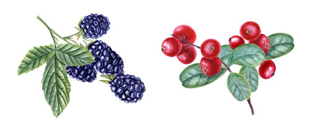 Cowberries and blackberries with leaves. Red, black berry, leaf. Set of bearberry, bramble. Watercolor illustration isolated on white. For the design of invitation, cards, package design, labelsの写真素材