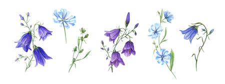 Blue chicory and campanula. Set of wild meadow flowers. Flower heads, bud, leaf. Cichorium and bell. Delicate intybus and harebell branches. Floral watercolor illustration.の写真素材