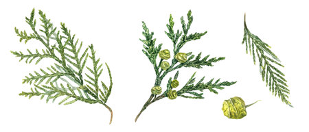 Cypress. Evergreen with green yellow cones. Lush Cupressus sprig. Plant branch. Watercolor illustration. For nature, design project. Xmas. Aromatic set for aromatherapy, homeopathyの写真素材