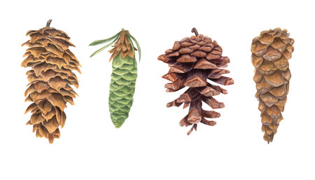 Conifer Pine Cone set. Cones in different shapes and textures. Themes of botany, conifers, ecology,...
