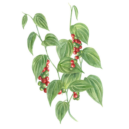 Peppercorn plants. Bunch of berries and green leaves. Black pepper at different stages of ripening. Multicolored peppercorns. Bouquet of spice foliage. Watercolor illustrationの写真素材