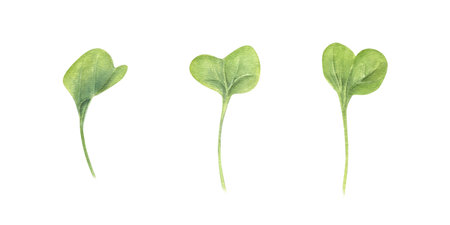 Microgreen leaves set. Watercress salad. Simple green arugula sprouts. Organic vegetable grass for healthy food. Watercolor floral illustration. Herb ingredient for recipes, menuの写真素材