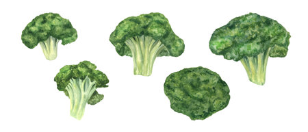 Whole ripe broccoli florets of different shapes and sizes watercolor isolated illustration clip art. Autumn harvest of vegetables to make healthy food. Front view and top view broccoli set on whiteの写真素材