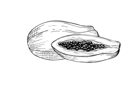 Two vector tropical papaya fruits hand drawn isolated illustration painted by black inks. Whole and half sweet pawpaw graphic sketch. Summer juicy fruit for beach theme design, package.のイラスト素材