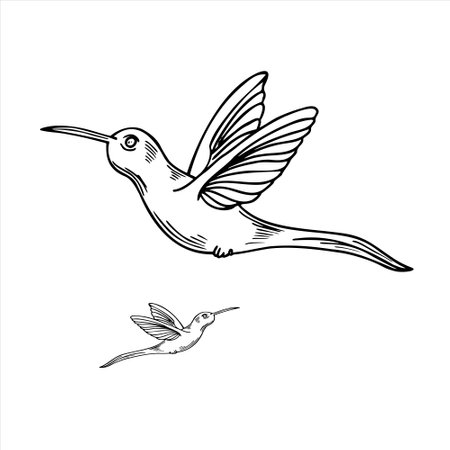 Vector monochrome flying small hummingbird realistic graphic illustration. Tropical tiny colibri bird line art painted by black inks. Protection of endemic birds. Sketch for poster, print, label.のイラスト素材