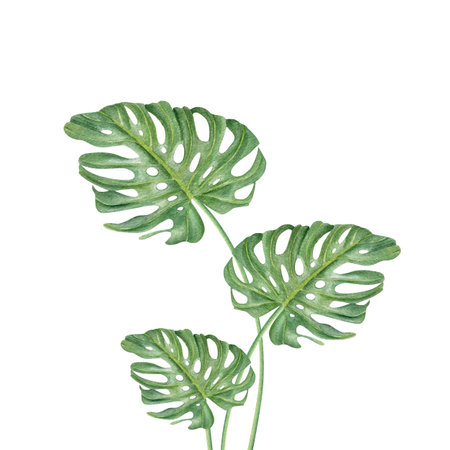 Tropical green monstera leaves with curving stems watercolor illustration clip art. Tropical houseplant creeper plant composition for printing wall art, package, label. Swiss cheese lianaの写真素材
