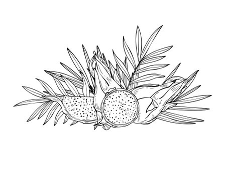 Tropical sweet pitahaya dragon fruits and tropical leaves graphic composition painted by black inks. Fruit slices, foliage vector etching drawing. Food ingredient for summer dessert recipes.のイラスト素材
