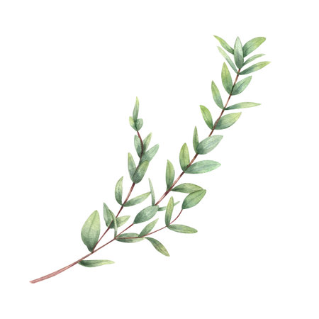 Watercolor green eucalyptus branch illustration. Thyme or barberry twig with leaves. Botanical floral element for Valentines day, mothers day greeting card, wedding invitation, pattern.の写真素材