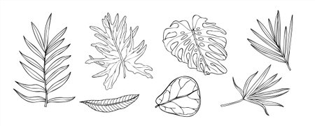 Palm areca, monstera, Ficus leaves vector illustration painted by black inks on isolated background. Tropical plants set linear drawing in etching style. Jungle foliage for greeting design, label.のイラスト素材