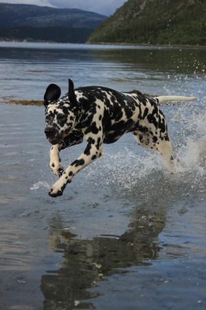 Dalmatian playing in the fjordの写真素材