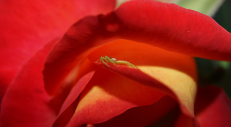 Arana and Rosaの写真素材