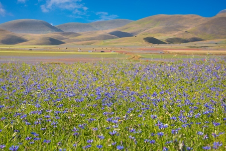 Beautiful green countryside in summer with fields of wild flowersの写真素材