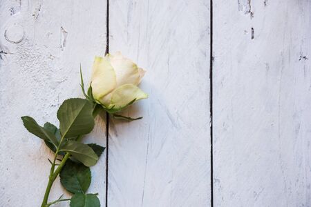 Fresh white roses arranged in a bouquetの写真素材