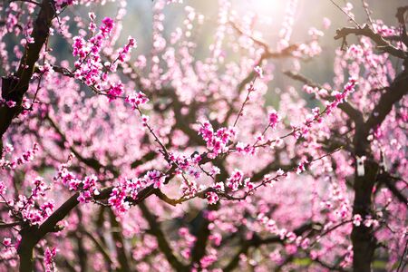 Fruit trees in spring with pink flowers, beautiful spring garden