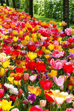 Beautiful tulips flowers blooming in a garden. Spring flowers in blossomの写真素材