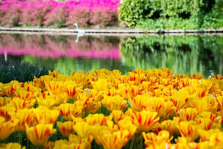 Beautiful tulips flowers blooming in a garden. Spring flowers in blossomの写真素材