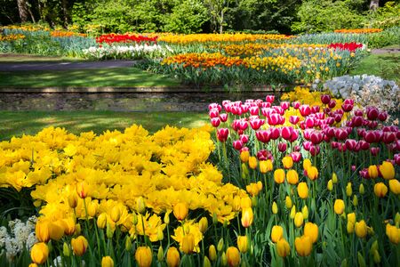 Beautiful tulips flowers blooming in a garden. Spring flowers in blossomの写真素材