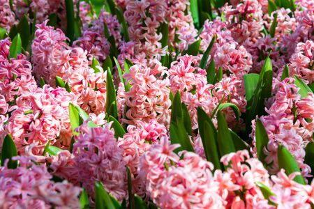 Beautiful tulips flowers blooming in a garden. Spring flowers in blossomの写真素材