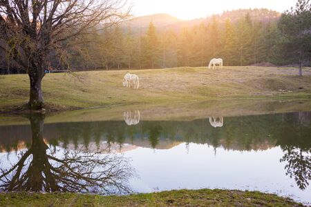Two white horses pasturing by a lake and a reflection in waterの写真素材
