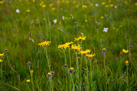 Field of wild flowers, wild flowers in summer meadow