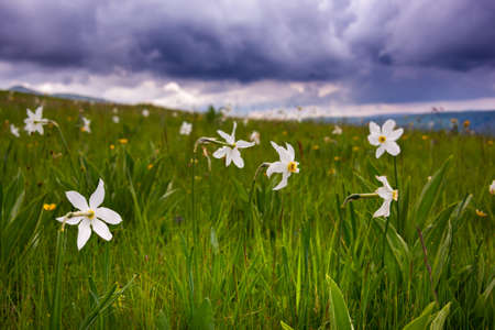 Field of wild narcissus flowers, wild flowers in springの写真素材
