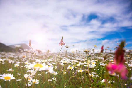 Field of daisies in sunlight, wild flowers meadowの写真素材