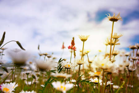 Field of daisies in sunlight, wild flowers meadow