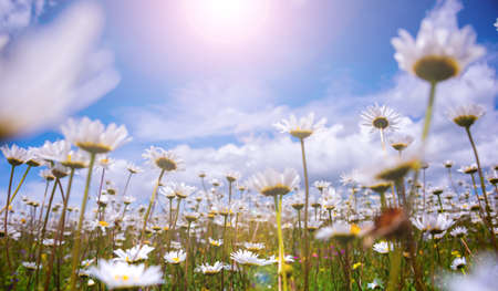 Field of daisies in sunlight, wild flowers meadowの写真素材