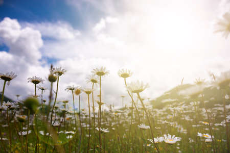 Field of daisies in sunlight, wild flowers meadow