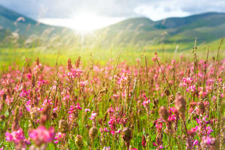 Field of wild flowers in summerの写真素材