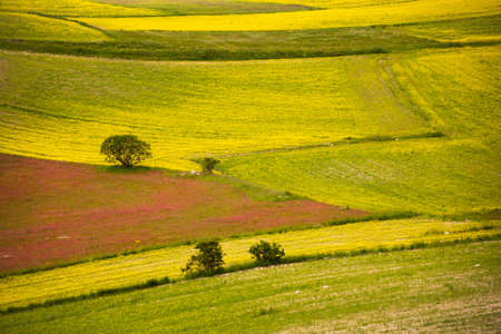 Agricultural valley with cultivated fields in summer