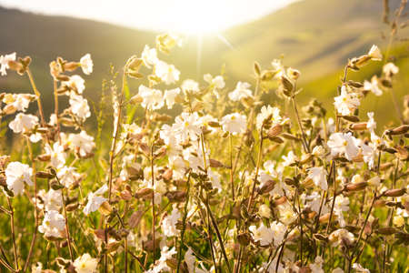 White wild flowers in sunlightの写真素材