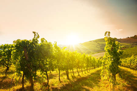 Panoramic view to vineyard on hills, winery and wine makingの写真素材