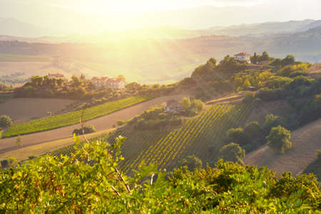 Panoramic view valley with vineyards on hills, winery and wine making