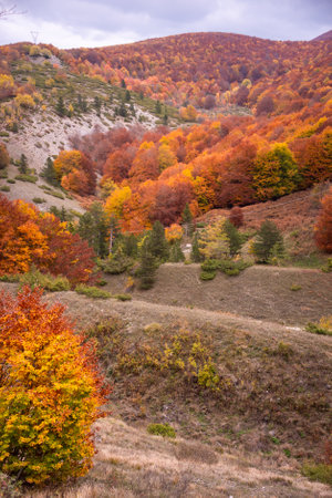 Autumn seasonal landscape with colorful trees and fogliageの写真素材