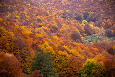 Autumn seasonal landscape with colorful trees and fogliageの写真素材