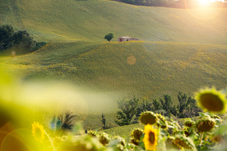 Sunflower fields in countryside with a farm houseの写真素材