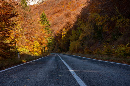 Road in autumn forest with colorful trees and plants, seasonal landscapeの写真素材