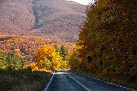 Road in autumn forest with colorful trees and plants, seasonal landscapeの写真素材