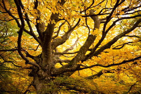 Autumn season lanscape with colorful trees and plants